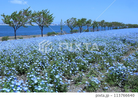 【大阪まいしまシーサイドパーク　ネモフィラ祭り】（大阪市此花区北港緑地） 113766640