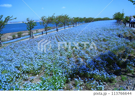 【大阪まいしまシーサイドパーク　ネモフィラ祭り】（大阪市此花区北港緑地） 113766644