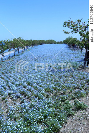 【大阪まいしまシーサイドパーク　ネモフィラ祭り】（大阪市此花区北港緑地） 113766646
