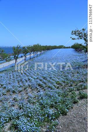 【大阪まいしまシーサイドパーク ネモフィラ祭り】(大阪市此花区北港緑地) 【大阪まいしまシーサイドパーク ネモフィラ祭り】(大阪市此花区北港緑地) 113766647