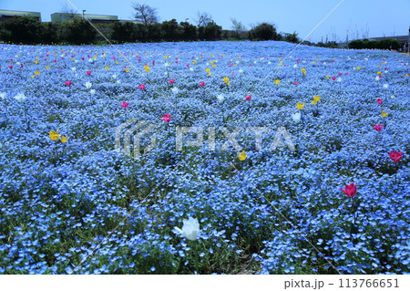 【大阪まいしまシーサイドパーク ネモフィラ祭り】(大阪市此花区北港緑地) 【大阪まいしまシーサイドパーク ネモフィラ祭り】(大阪市此花区北港緑地) 113766651