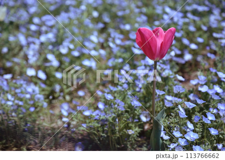 【大阪まいしまシーサイドパーク ネモフィラ祭り】(大阪市此花区北港緑地) 【大阪まいしまシーサイドパーク ネモフィラ祭り】(大阪市此花区北港緑地) 113766662