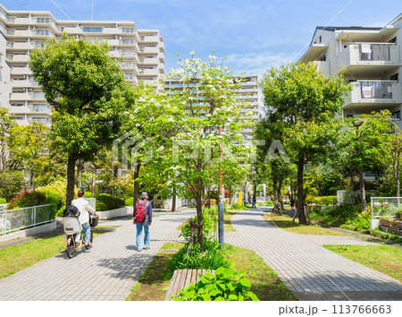 郊外の住宅地　新緑の生活道路 113766663