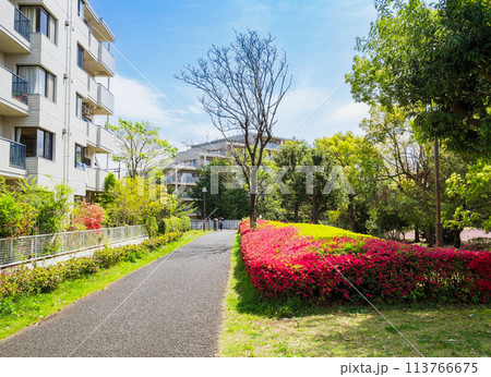 郊外の住宅地 新緑の生活道路 郊外の住宅地 新緑の生活道路 113766675