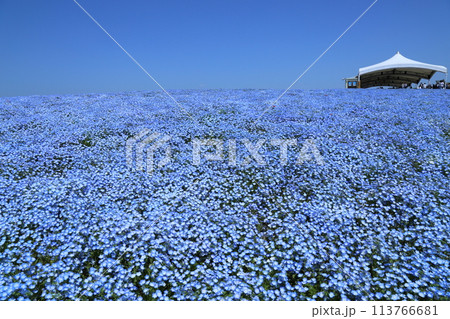 【大阪まいしまシーサイドパーク ネモフィラ祭り】(大阪市此花区北港緑地) 【大阪まいしまシーサイドパーク ネモフィラ祭り】(大阪市此花区北港緑地) 113766681