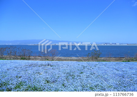 【大阪まいしまシーサイドパーク　ネモフィラ祭り】（大阪市此花区北港緑地） 113766736