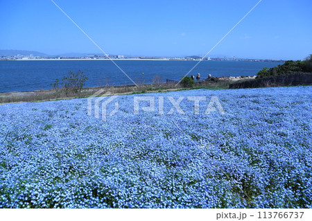 【大阪まいしまシーサイドパーク　ネモフィラ祭り】（大阪市此花区北港緑地） 113766737