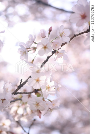 Sakura 36 - Stock Photo [113766768] - PIXTA