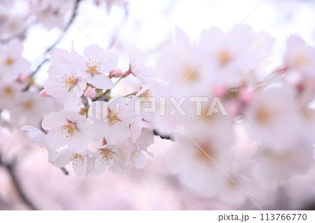 桜48 113766770