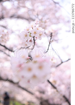 桜53 桜53 113766772