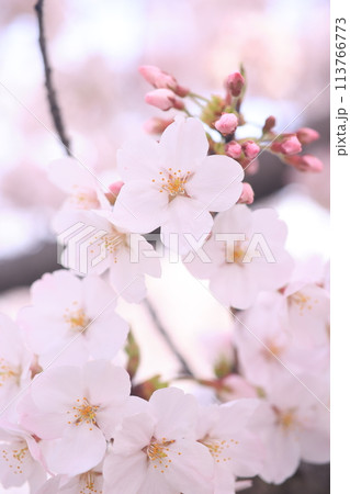 桜60 113766773