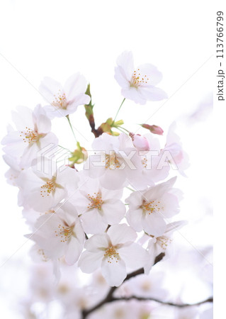 桜154 桜154 113766799
