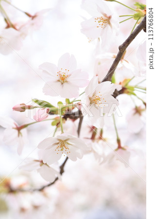 桜184 桜184 113766804