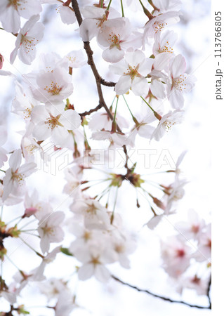 桜188 113766805