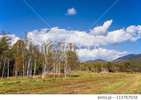 秋の開田高原《木曽馬の里》白樺の木とそば畑 113767038