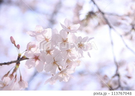 桜11 113767048