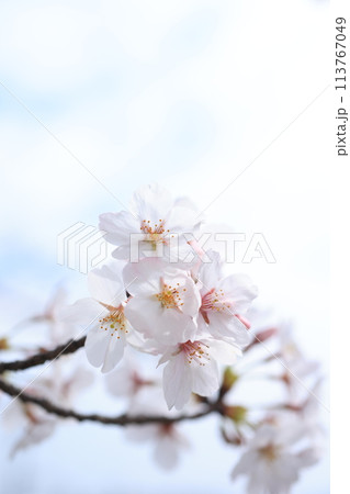 桜303 113767049
