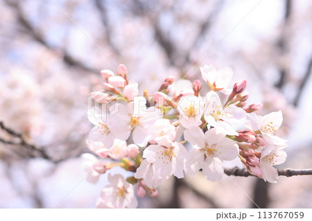 桜25 113767059