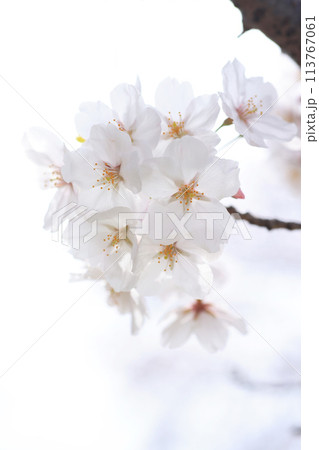 桜313 113767061