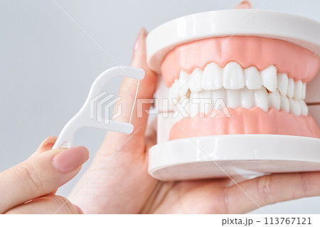デンタルフロスで歯列模型を磨く 113767121