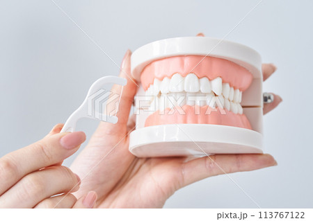 デンタルフロスで歯列模型を磨く 113767122