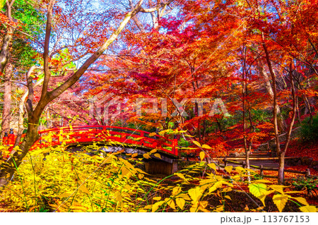 京都 北野天満宮の紅葉 113767153