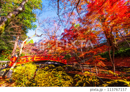 京都 北野天満宮の紅葉 113767157