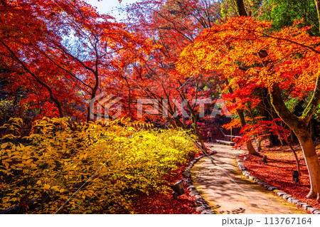 京都 北野天満宮の紅葉 113767164