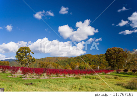 秋の開田高原《木曽馬の里・ブルーベリー園周辺の紅葉》 113767165