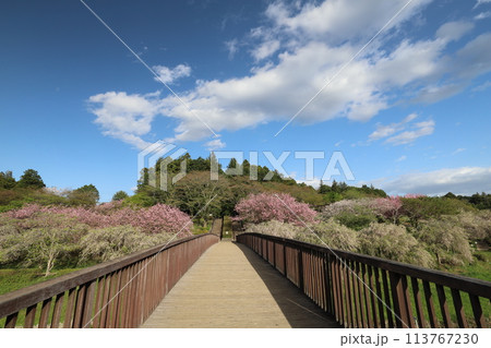 常陸風土記の丘 常陸風土記の丘 113767230