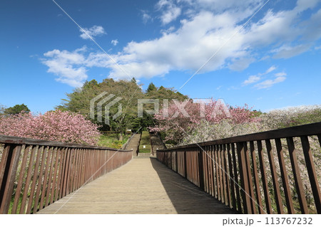 常陸風土記の丘 常陸風土記の丘 113767232