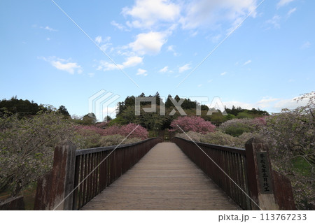 常陸風土記の丘 113767233