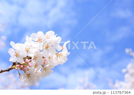 桜260 113767364