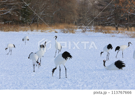 鶴居村伊藤タンチョウサンクチュアリの丹頂鶴の群れ 113767666