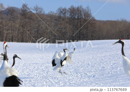 鶴居村伊藤タンチョウサンクチュアリの雪原で翼を広げて歩く丹頂鶴 113767689
