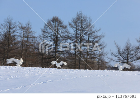 鶴居村伊藤タンチョウサンクチュアリの雪原に降り立つ丹頂鶴の姿 113767693