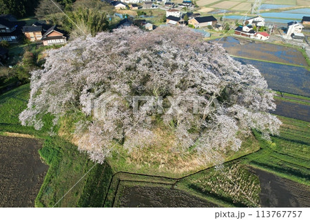 石川県中能登町水白鍋山古墳の桜 113767757