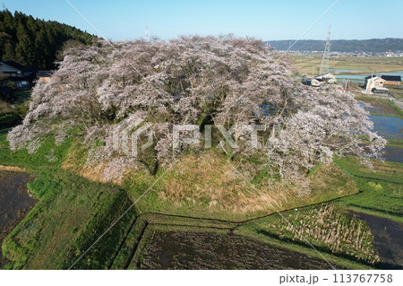 石川県中能登町水白鍋山古墳の桜 石川県中能登町水白鍋山古墳の桜 113767758