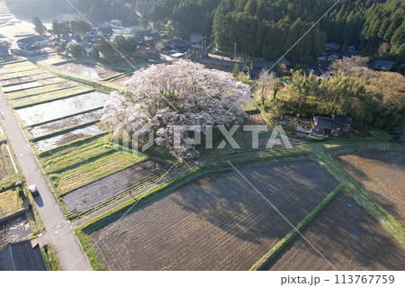石川県中能登町水白鍋山古墳の桜 石川県中能登町水白鍋山古墳の桜 113767759