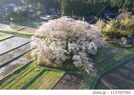 石川県中能登町水白鍋山古墳の桜 113767760