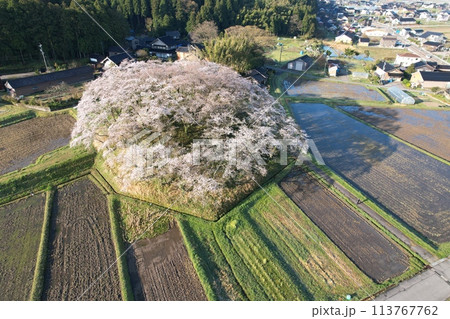 石川県中能登町水白鍋山古墳の桜 石川県中能登町水白鍋山古墳の桜 113767762