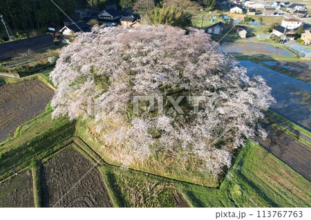 石川県中能登町水白鍋山古墳の桜 113767763