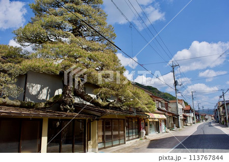 雲南市木次町浪花の大松 雲南市木次町浪花の大松 113767844