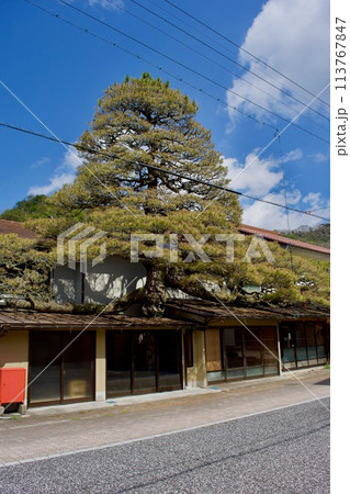 雲南市木次町浪花の大松 113767847