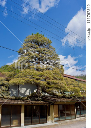 雲南市木次町浪花の大松 113767849