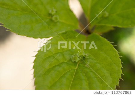 葉の上で咲くハナイカダの花をクローズアップ 113767862