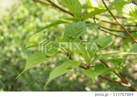 葉の上で雄花が咲いたハナイカダの枝先 葉の上で雄花が咲いたハナイカダの枝先 113767864