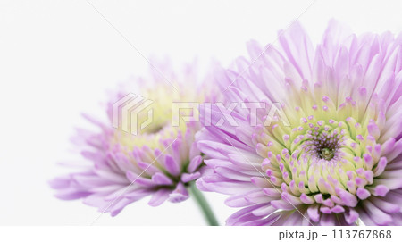 紫色の菊の花 喪中ハガキ 葬儀葬式の花イメージ素材 紫色の菊の花 喪中ハガキ 葬儀葬式の花イメージ素材 113767868