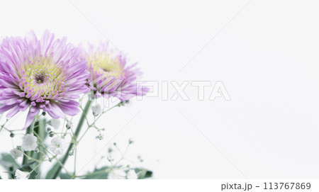 紫色の菊の花 喪中ハガキ 葬儀葬式の花イメージ素材 紫色の菊の花 喪中ハガキ 葬儀葬式の花イメージ素材 113767869