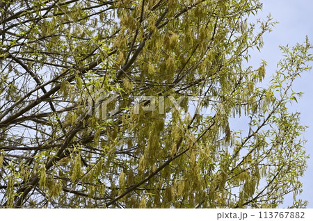 青空に映えるクヌギの花 青空に映えるクヌギの花 113767882